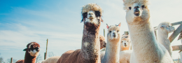 Zwei Lamas